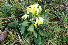 Der Frühling kommt schon im Winter
